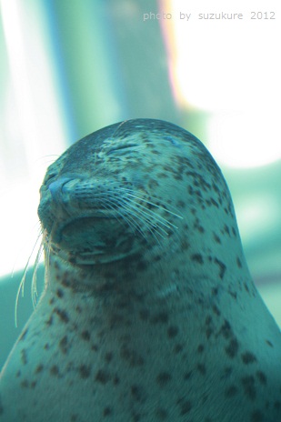 a0152596_16215352.jpg