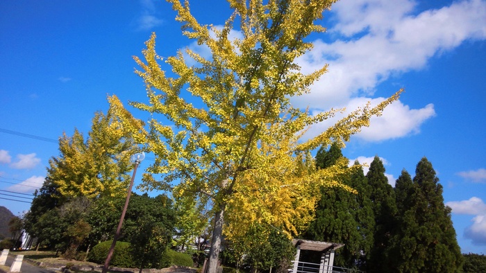 水曜ライド　秋の篠山・三田　マウンテンバイク　トレイル　１００ｋｍ_b0194998_051865.jpg