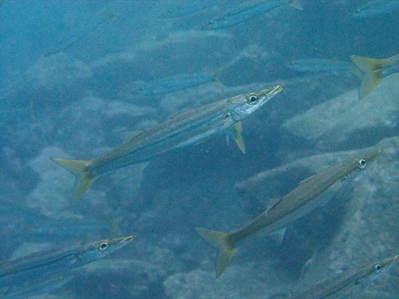 a0201201_1229442.jpg