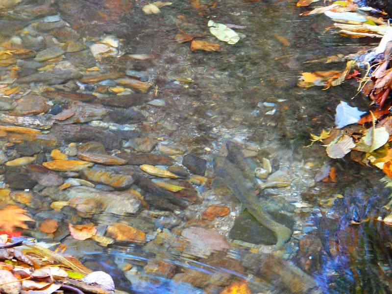 b0172805_1033533.jpg