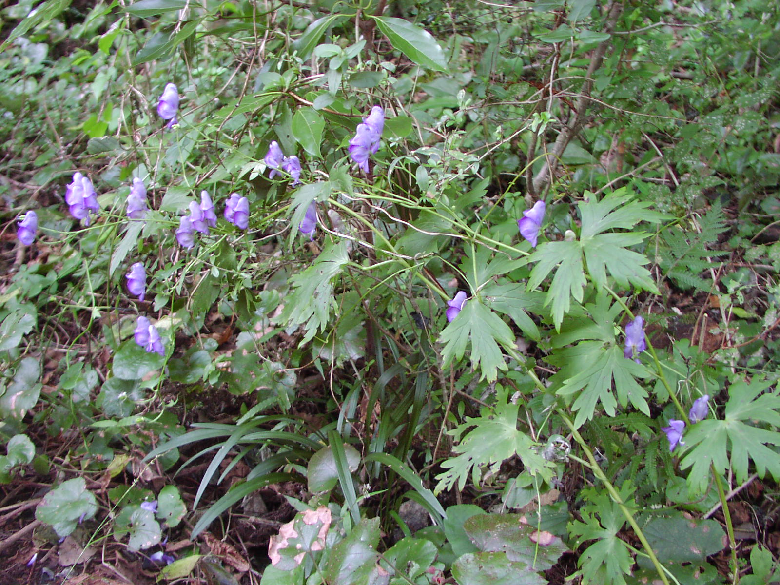 f0164410_21273673.jpg