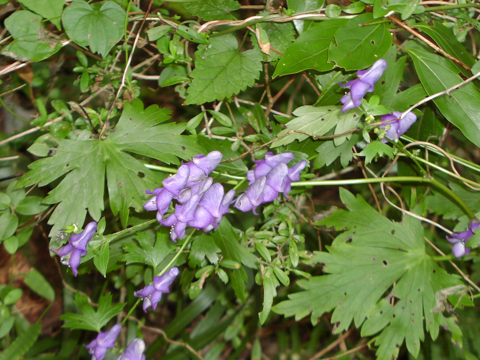 f0164410_21275551.jpg