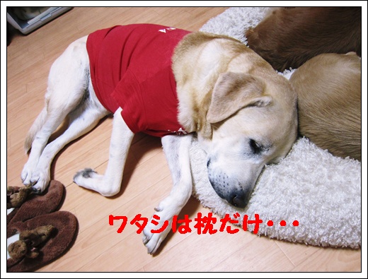 a0197911_832457.jpg