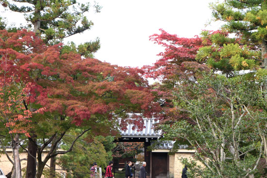 紅葉便り2 天龍寺 紅葉始まる_e0048413_2125493.jpg