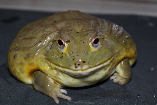 アフリカウシガエル ヤング個体 アクアマイティー最新入荷情報blog アフリカウシガエル ヤング個体 アクアマイティー最新入荷情報blog