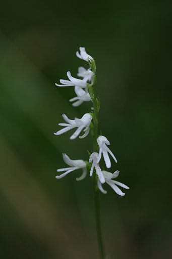 ミヤマモジズリの白花_a0040021_23594870.jpg