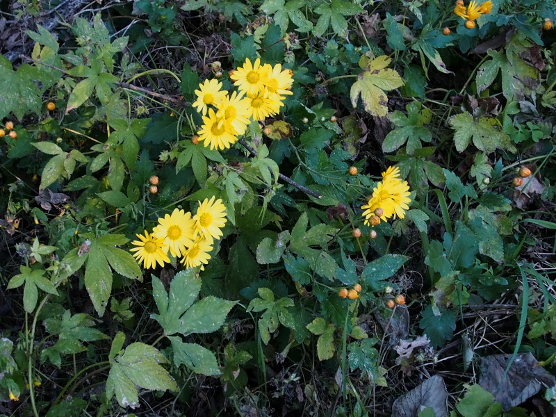 嶺公園の山野草その1＠赤城_c0085622_214159.jpg