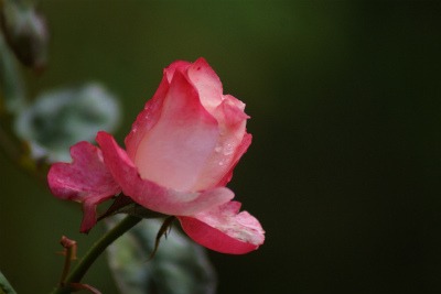 f0170524_10272151.jpg