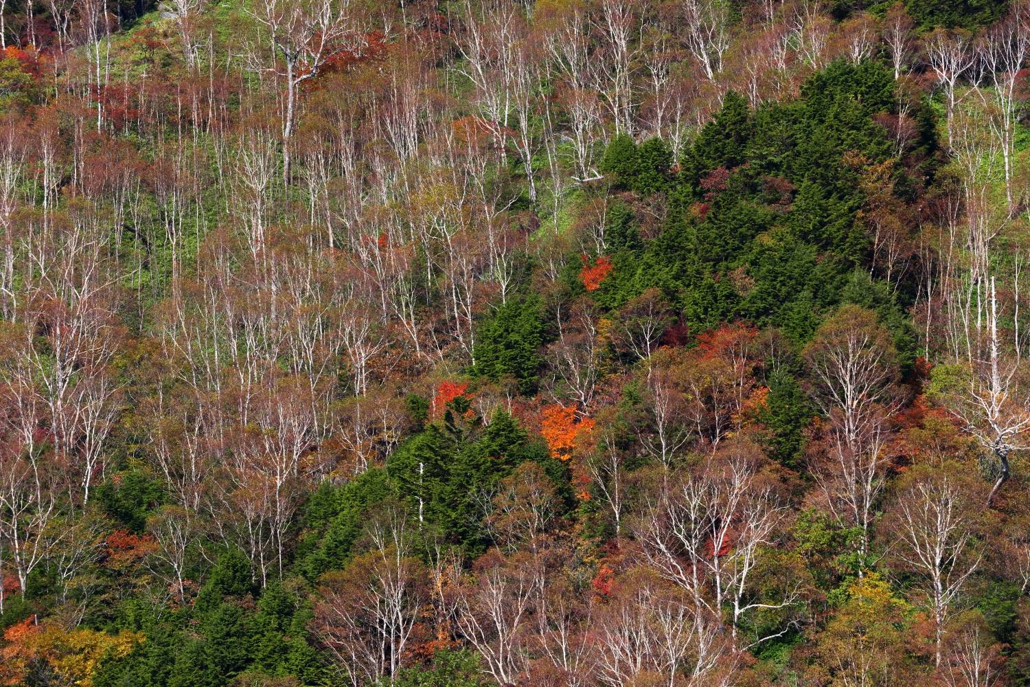 紅葉景_b0174626_8465381.jpg