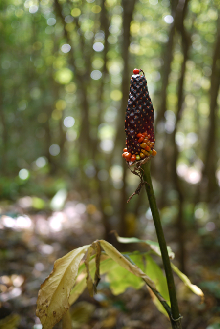 e0200926_803121.jpg