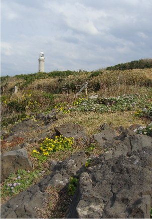 １８７８　角島のダルマギク－2012_b0211627_20125044.jpg