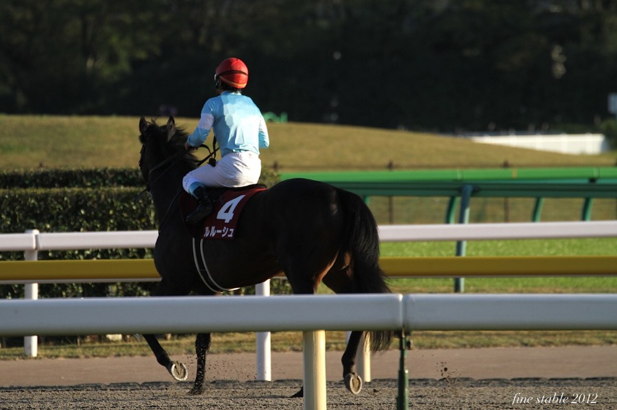 11.8  秋の東京競馬場_c0240132_5234831.jpg