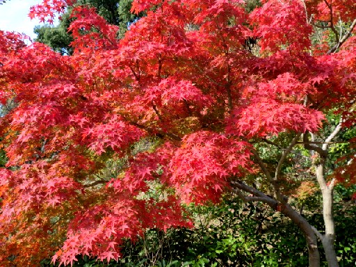 晩秋の植物園　　　　　　　　　　　　　　　　　　　　　渡辺　浩_b0012636_1605897.jpg