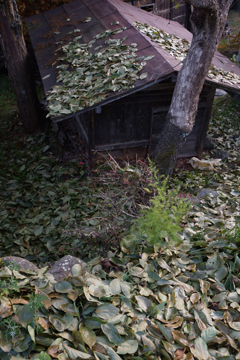 c0035245_1242165.jpg