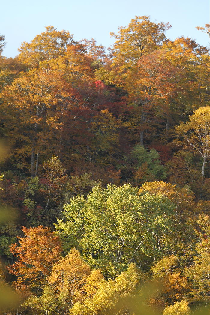 草津･志賀･野沢 2012秋 その6_b0168647_2351362.jpg