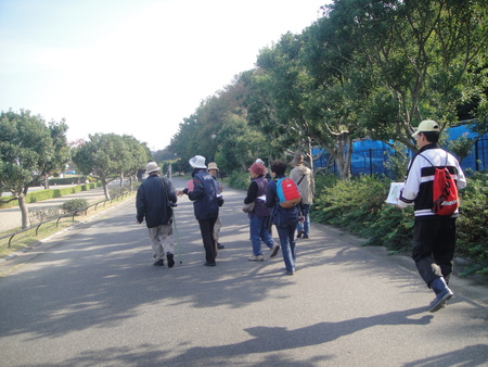 うみべの森を育てる会:定例植物観察 in せんなん里海公園_c0108460_21224591.jpg