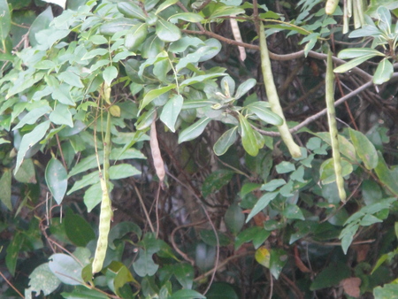 うみべの森を育てる会:定例植物観察 in せんなん里海公園_c0108460_21244970.jpg