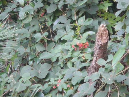 うみべの森を育てる会:定例植物観察 in せんなん里海公園_c0108460_21265824.jpg