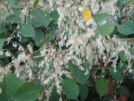うみべの森を育てる会:定例植物観察 in せんなん里海公園_c0108460_21274666.jpg