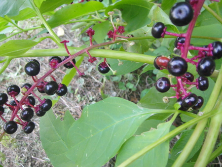 うみべの森を育てる会:定例植物観察 in せんなん里海公園_c0108460_21294754.jpg