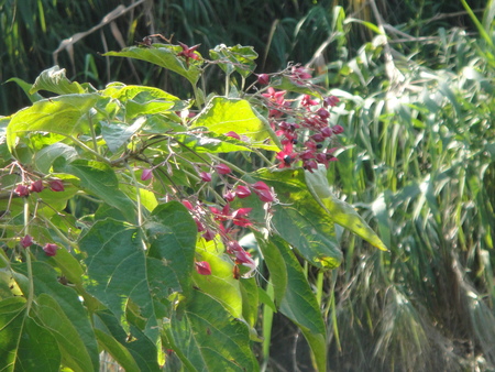 うみべの森を育てる会:定例植物観察 in せんなん里海公園_c0108460_21372167.jpg
