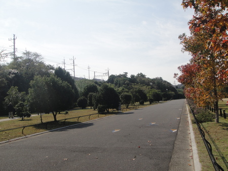 うみべの森を育てる会:定例植物観察 in せんなん里海公園_c0108460_21462670.jpg
