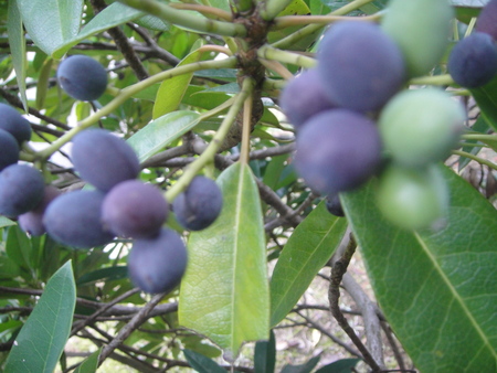 うみべの森を育てる会:定例植物観察 in せんなん里海公園_c0108460_21514536.jpg