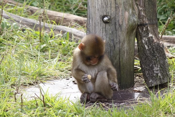 子猿　【September 2012 東山動植物園】_d0108063_20241462.jpg