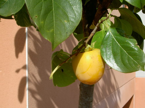 e0205478_132714.jpg
