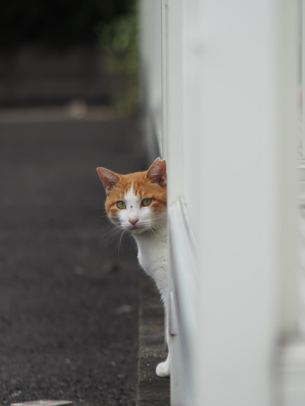 まよってます_c0109780_19363615.jpg