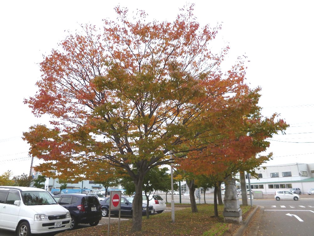 市民プラザの紅葉!_e0065084_19283282.jpg