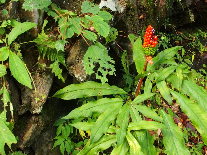 紅葉トレッキング　in 川苔山　（1）　　エピローグ♪_e0195587_20595071.jpg