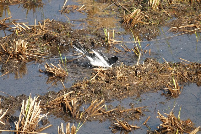 e0070891_162076.jpg