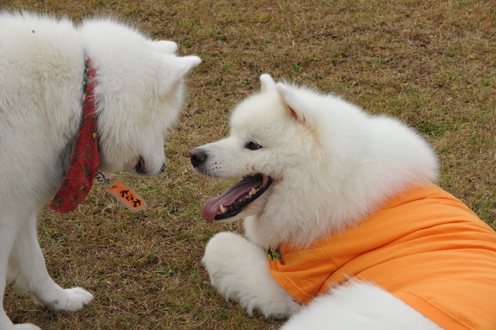 第7回　中部サモエドオフ会のご報告　part5_a0049296_2012733.jpg