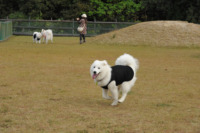 第7回　中部サモエドオフ会のご報告　part5_a0049296_20141328.jpg