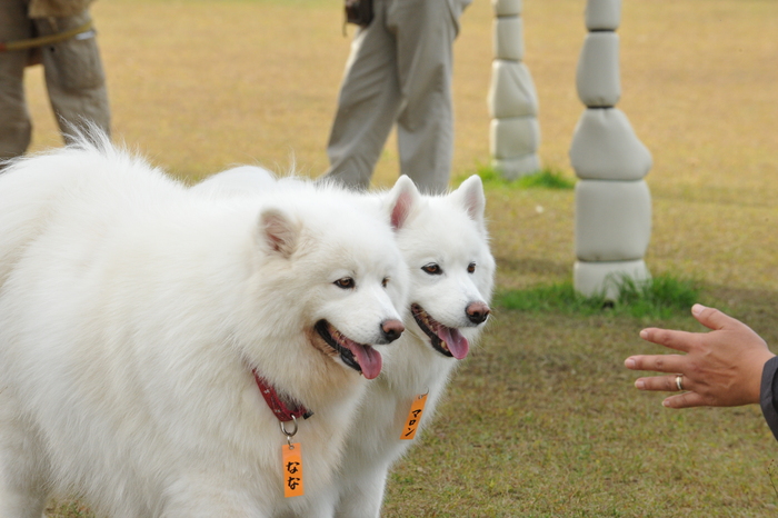 第7回　中部サモエドオフ会のご報告　part5_a0049296_2025042.jpg