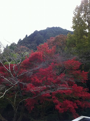 緑の景色_a0233896_1685467.jpg