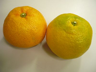 e0198197_132557.jpg