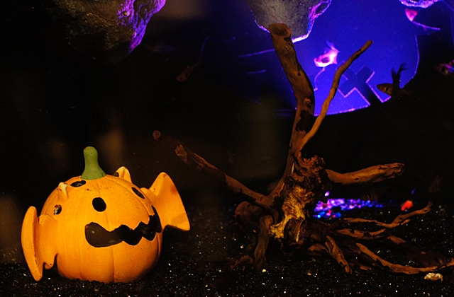 新江ノ島水族館のハロウィンフェスティバル_b0145398_21331113.jpg