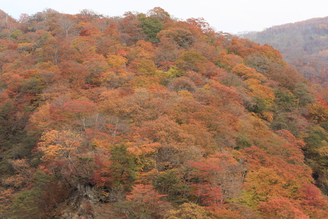 日光旅行(1)_b0275998_654655.jpg