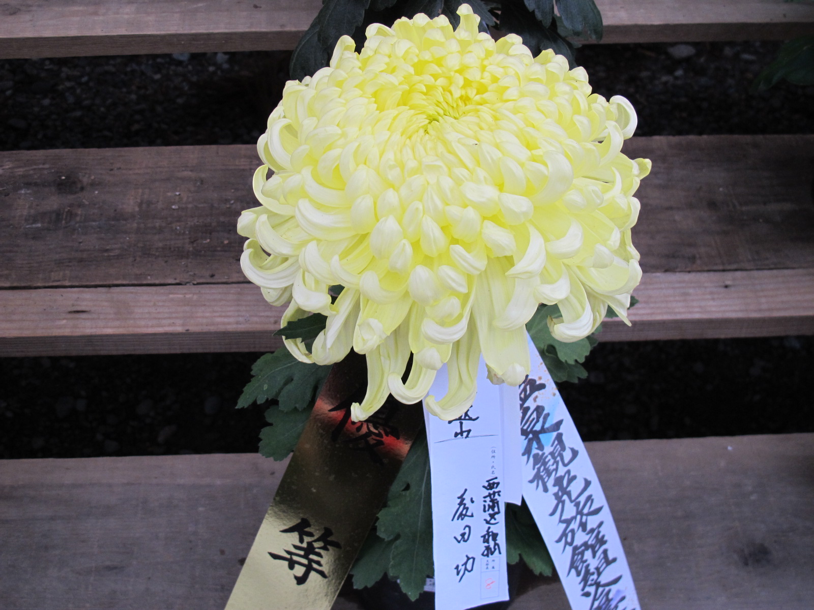 弥彦神社菊祭り・新潟県菊花展覧会（１７）_c0075701_7222926.jpg