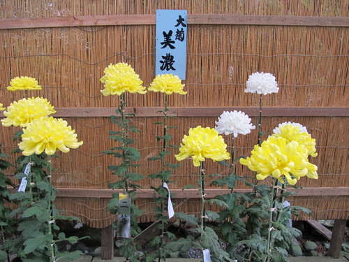 弥彦神社菊祭り・新潟県菊花展覧会（１９）_c0075701_7331731.jpg