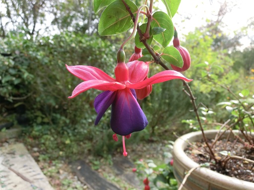 c0156104_2333233.jpg