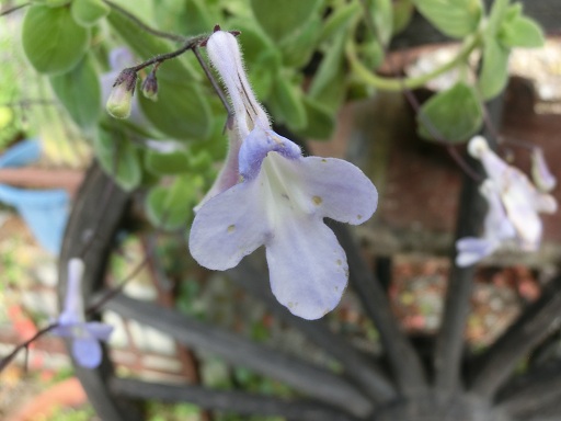 c0156104_2343898.jpg
