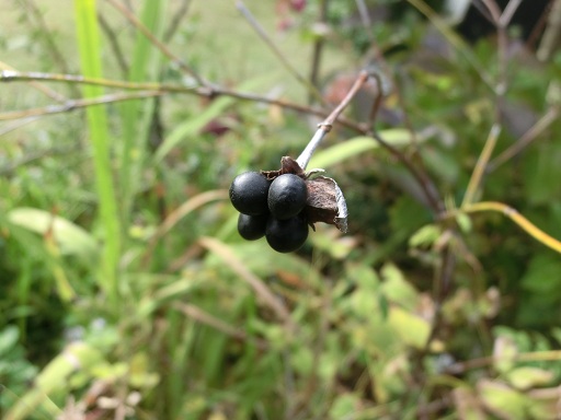 c0156104_2351100.jpg