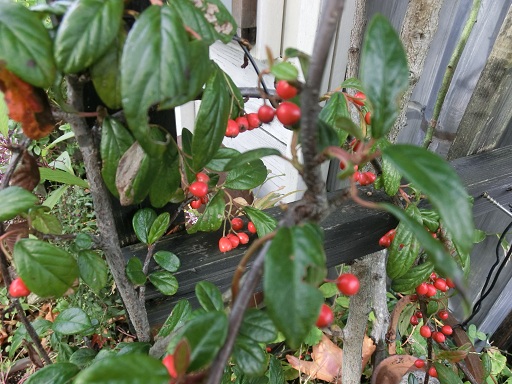 c0156104_2383786.jpg