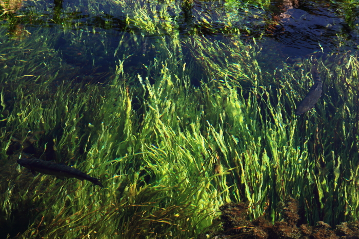 e0174008_11395489.jpg