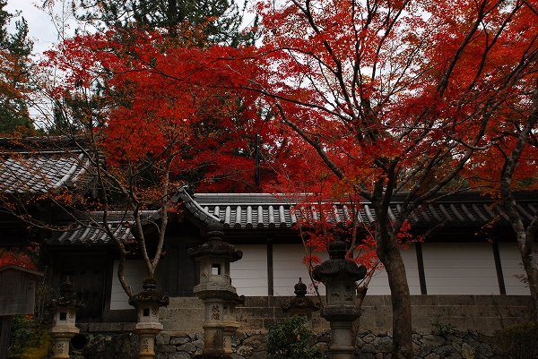 紅葉　－　西明寺_a0114714_2205261.jpg