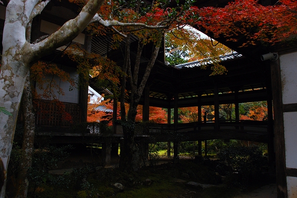 紅葉　－　西明寺_a0114714_2211256.jpg