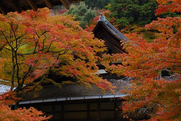 紅葉　－　西明寺_a0114714_2214971.jpg